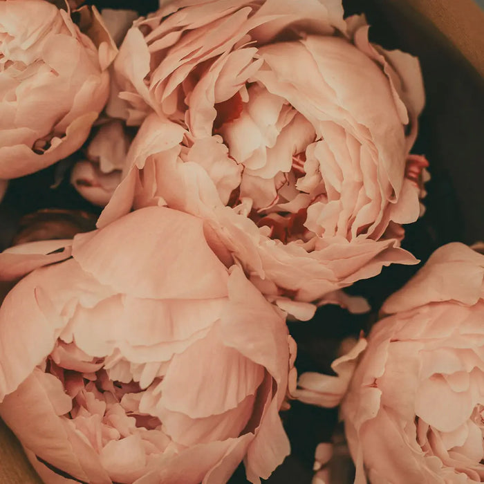 GoodGirlBlush_Tienda_Kimu-2.jpg Lush