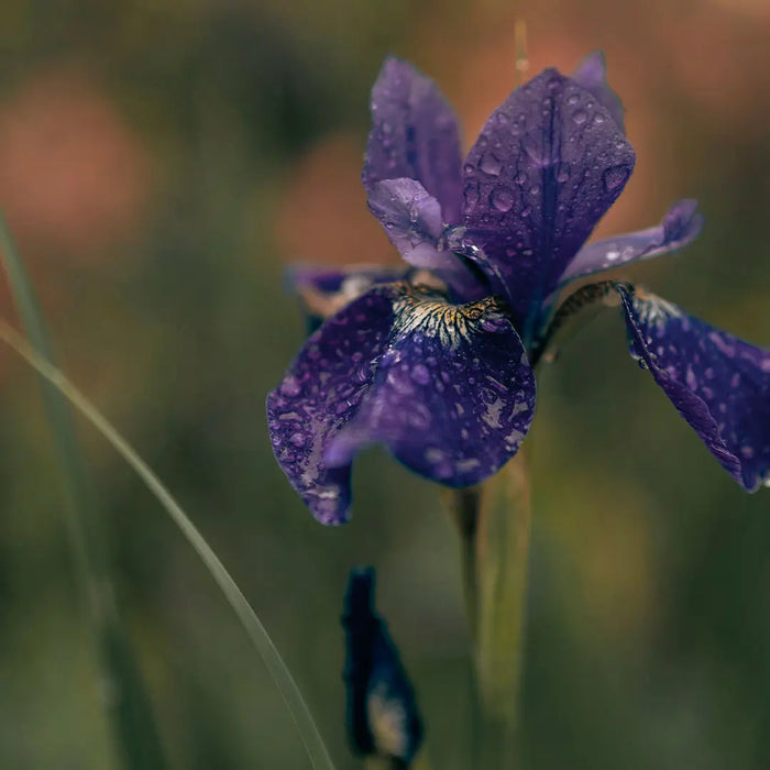 chanel-n-5_Tienda_Kimu-2.jpg Golden