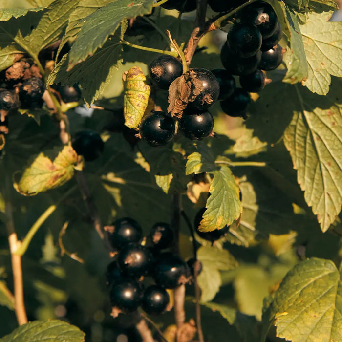 la-vie-es-belle_Tienda_Kimu-2.jpg Silken Wood